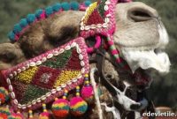 Camel Wrestling in Turkey: Inside the Traditional Aegean Festival