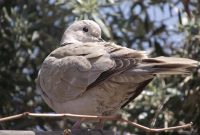 Wildlife of Turkey: A Photo Essay Exploring Native Animals