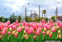Istanbul Tulip Festival 2026: Top 10 Spots to See Blooms