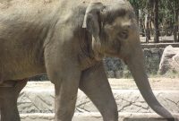 Should Animals Be Kept in Zoos? Ethical Debate and Alternatives