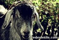 Goat Sacrifice Traditions During Kurban Bayram in Turkey