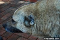 Dog Ear Cropping: Why the Age-Old Tradition Persists and Fades