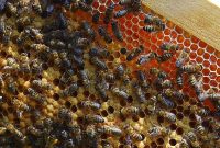 Beekeeping in Turkey: How to Produce Rich, Golden Honey