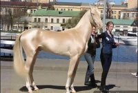Hoax Exposed: The World’s Most Beautiful Horse Is Not in Turkey