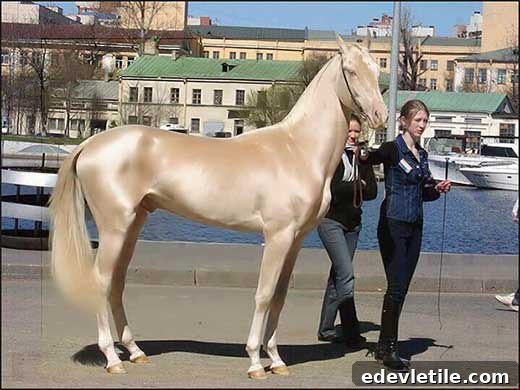 featured 4258
