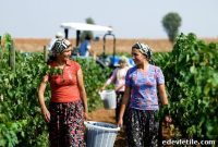 Discover Turkish Wines: Guide to Top Regions & Varieties