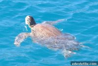 Spotting Turkey’s Loggerhead Turtles: Where and When to See Them