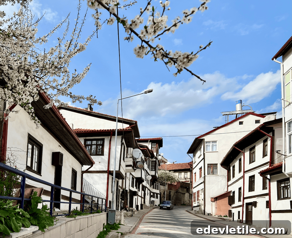 White spring blossoms frame a narrow street lined with historic whitewashed Ottoman houses under a bright blue sky.