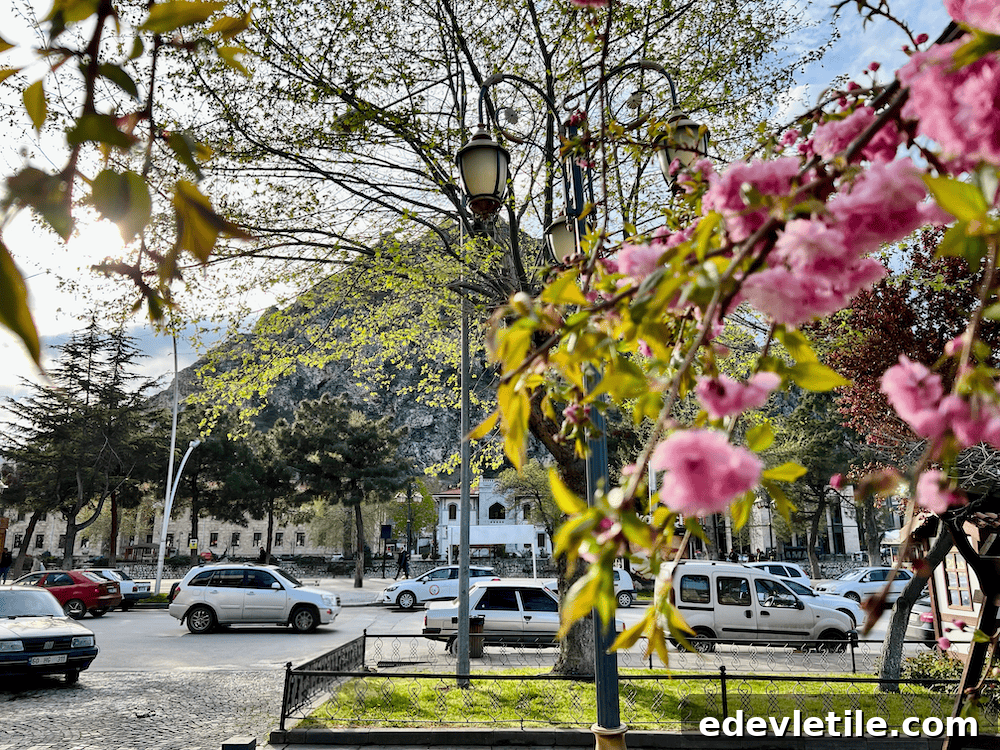 A vibrant branch of pink blossoms in the foreground with the bustling town center of Amasya and a rocky hillside in the background.