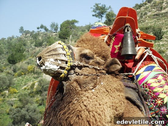 Camel wrestling