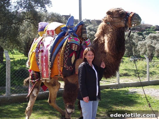Camel