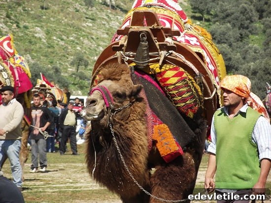 Camels wrestling