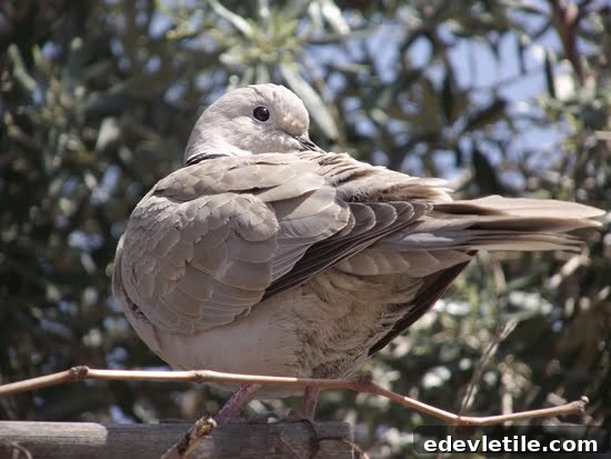 Birds Of Turkey