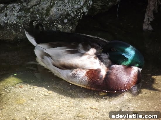 Ducks of Turkey