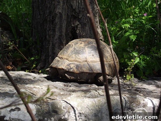 The Tortoise