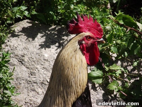 The Rooster!