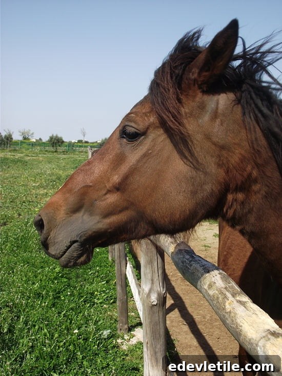 Horses of Turkey
