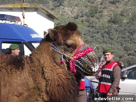 Camels of Turkey