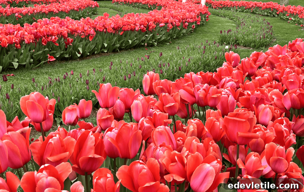 Bright red tulips arranged in swirling patterns on a manicured green lawn during Istanbul’s Tulip Festival.