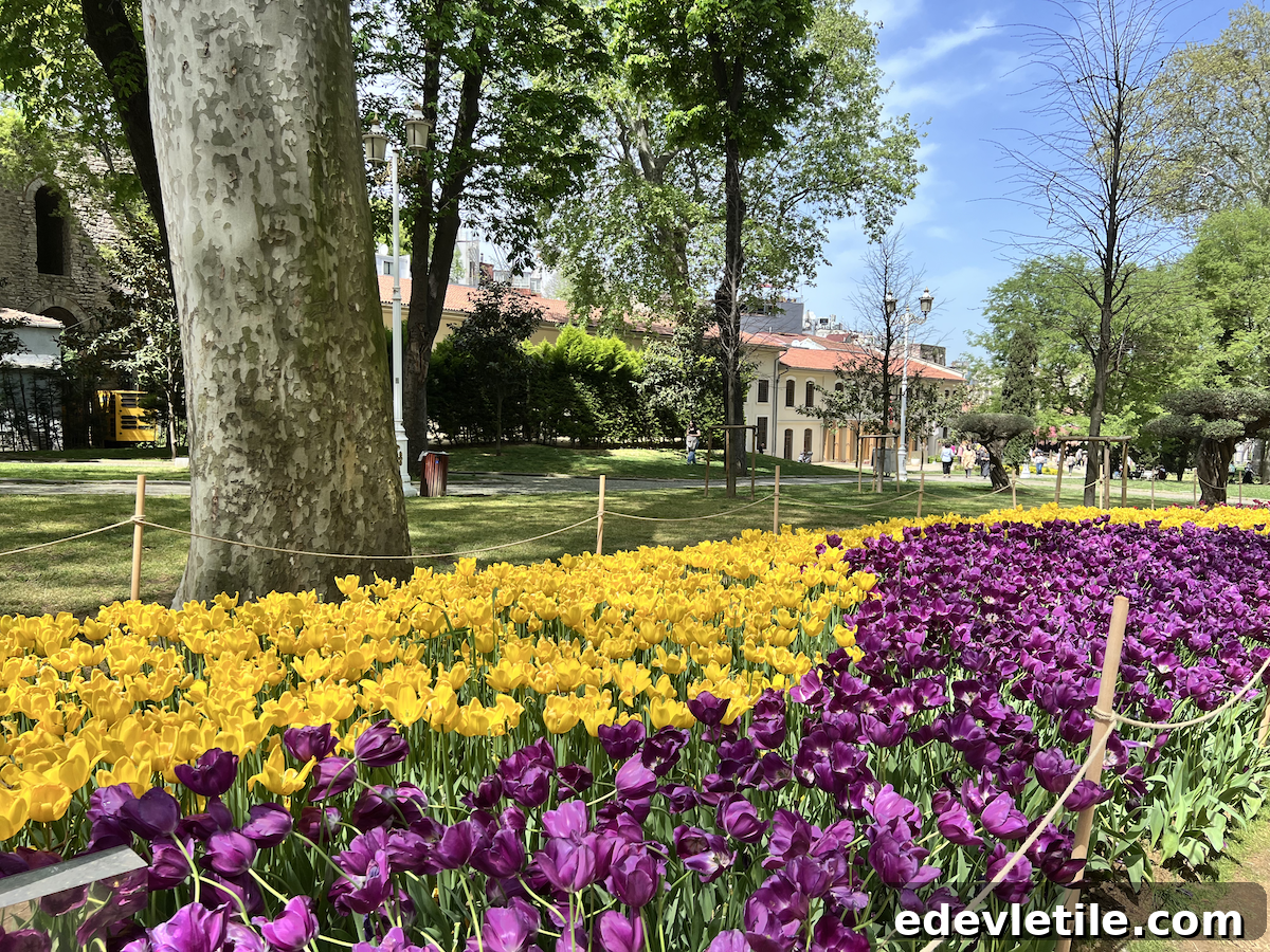 Rows of bright yellow and deep purple tulips blooming in a neatly sectioned garden area of Gulhane Park surrounded by trees and the Istanbul Archaeological Museum in the background