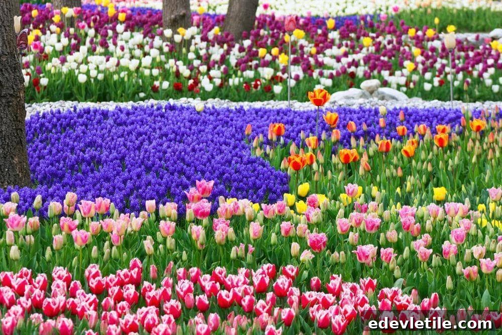 Colorful flower beds with layers of tulips and hyacinths in pink, purple, red, and yellow, arranged in curving shapes between tree trunks.