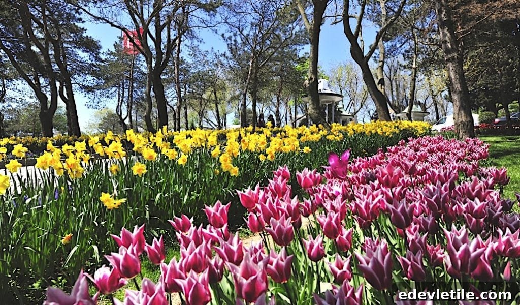 Rows of vibrant pink tulips and bright yellow daffodils bloom under tall trees in a sunlit Istanbul park, with people walking in the background.
