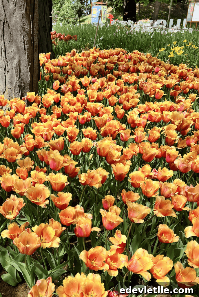 A vibrant bed of orange tulips with fringed petals growing under tall trees in a shaded garden.