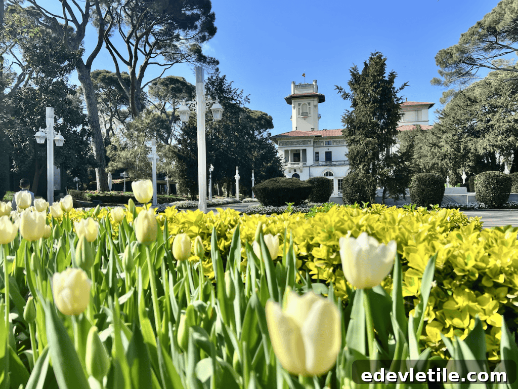 Cream-colored tulips and manicured hedges in the foreground of a formal garden, with an elegant white mansion called Hidriv Kasri and tall pine trees under a blue sky.
