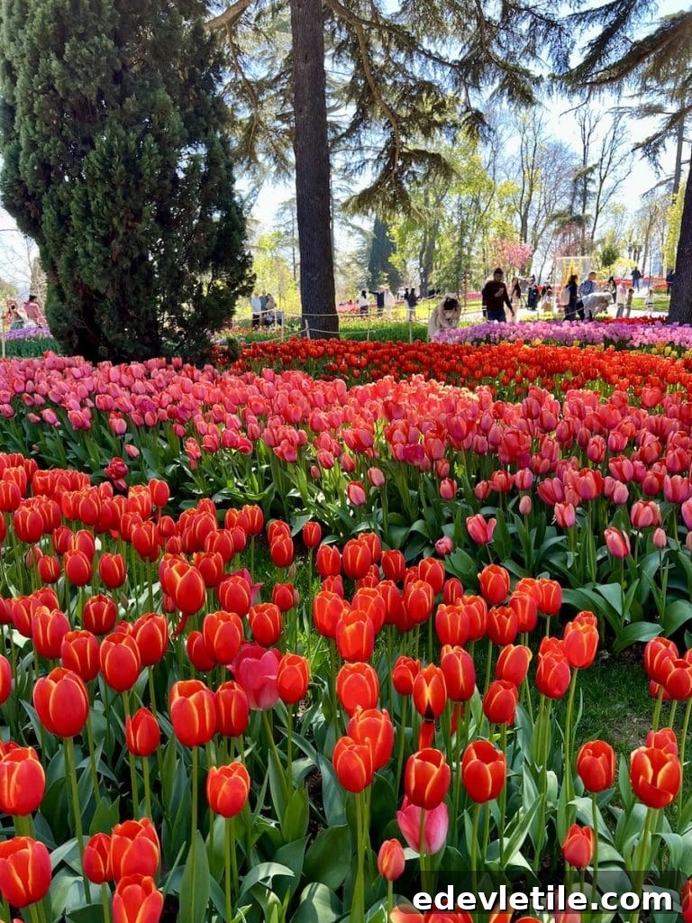 Masses of bright red and soft pink tulips fill a sunny clearing between tall pine trees, with visitors strolling through the park in the background.