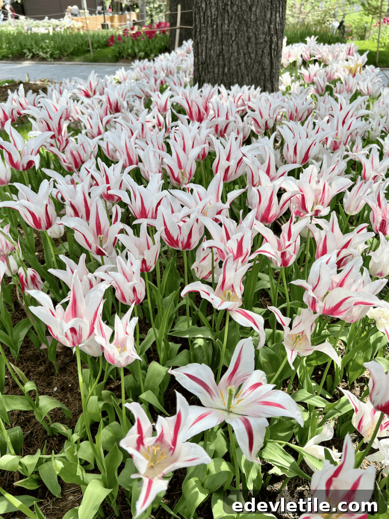 Elegant white tulips with red streaks blooming densely around the base of a tree in a city park in Istanbul