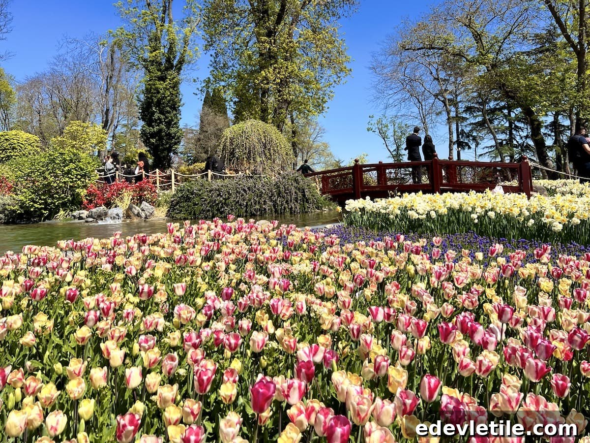 Colorful tulip beds in Emirgan Park in shades of pink and yellow line a pond with a red wooden bridge, as people stroll through the park
