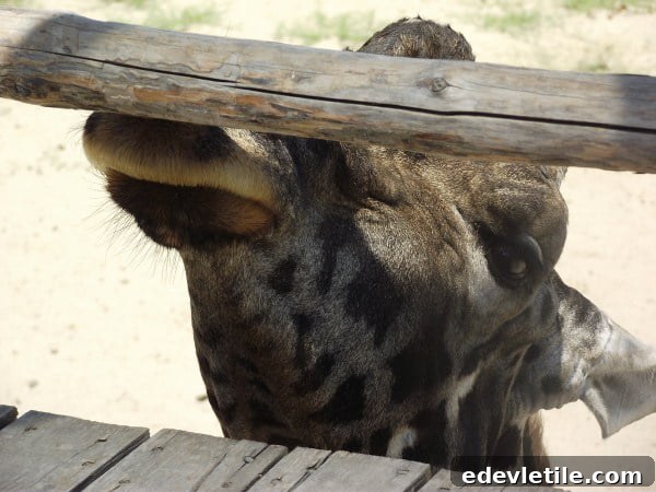 Izmir zoo