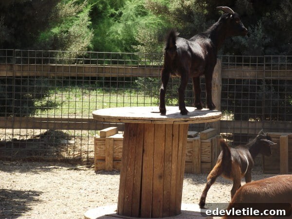 animals in the zoo
