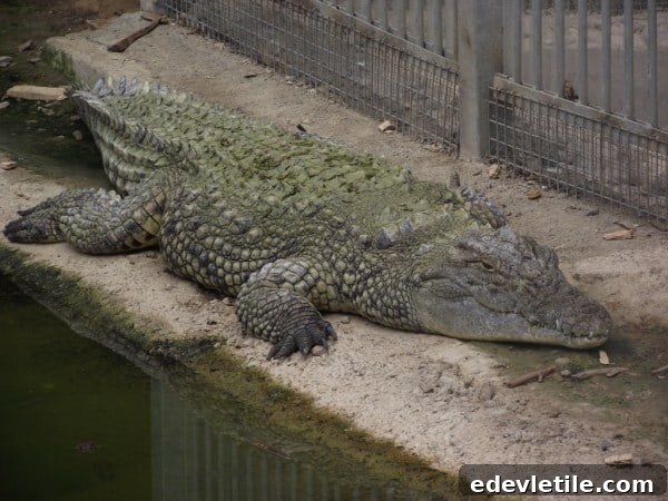 izmir zoo animals