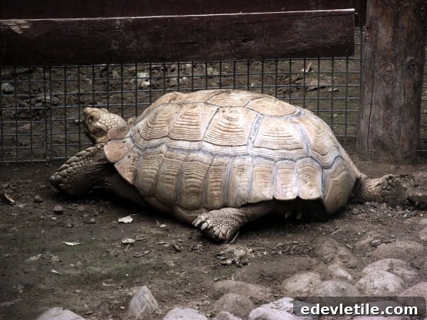 Large tortoise