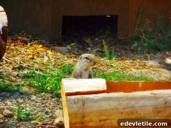 chipmunk