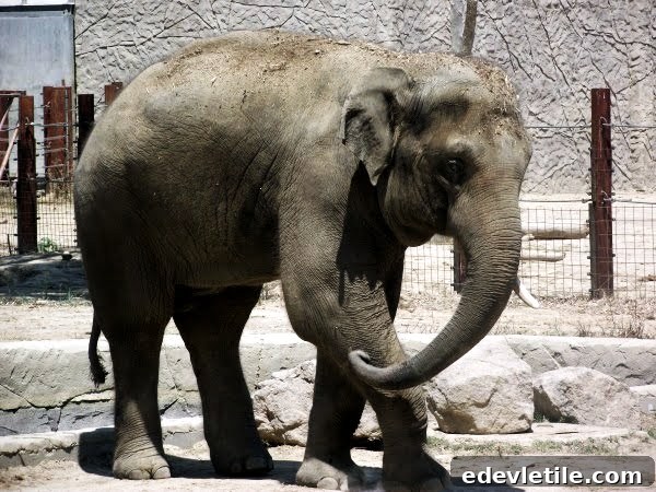 elephant