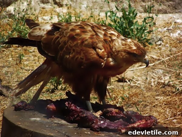 vulture