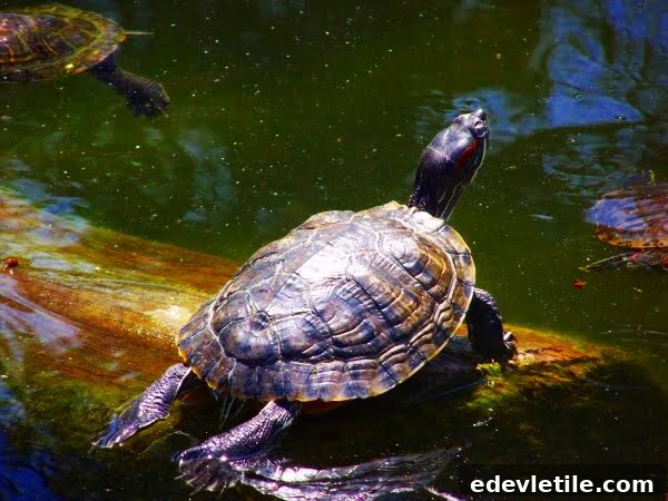 tortoise