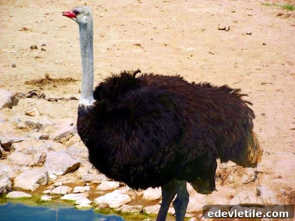 Ostrich