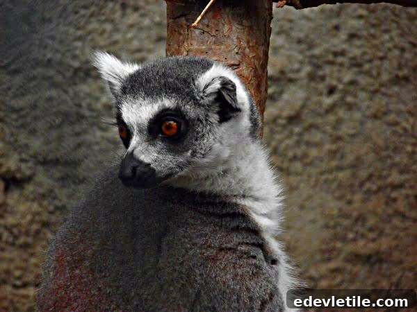 meercat