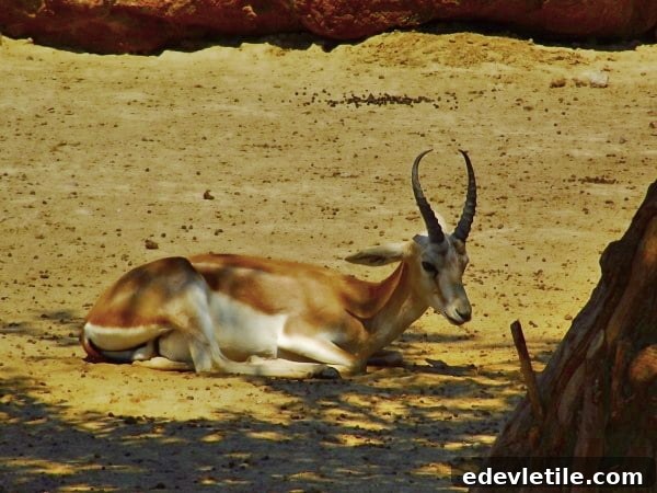 gazelle