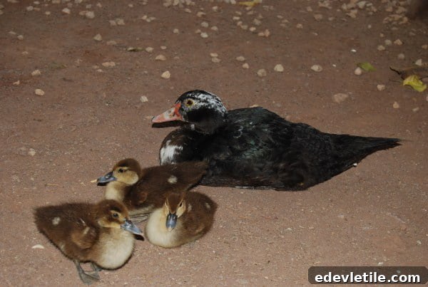 Ducks in the restaurant
