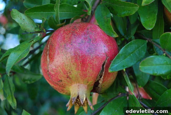 Uzumlu fruit tree