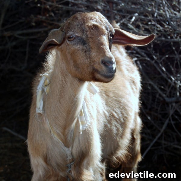 Animal of Uzumlu