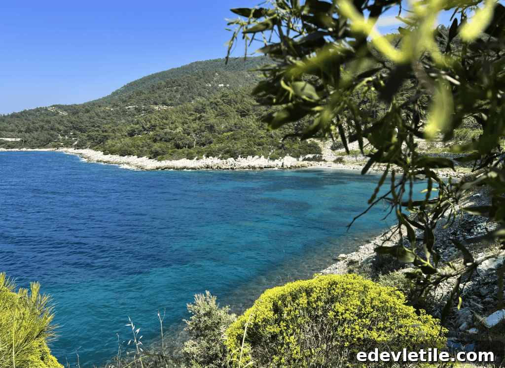 Rocky turquoise shoreline in Torba with dense pine forest meeting the sea, framed by wild olive branches and vibrant Mediterranean shrubs.
