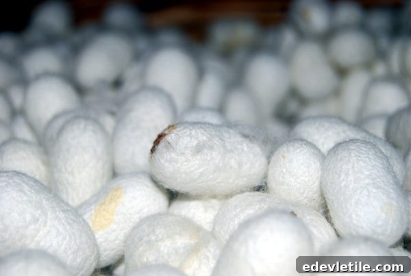 Silk cocoons