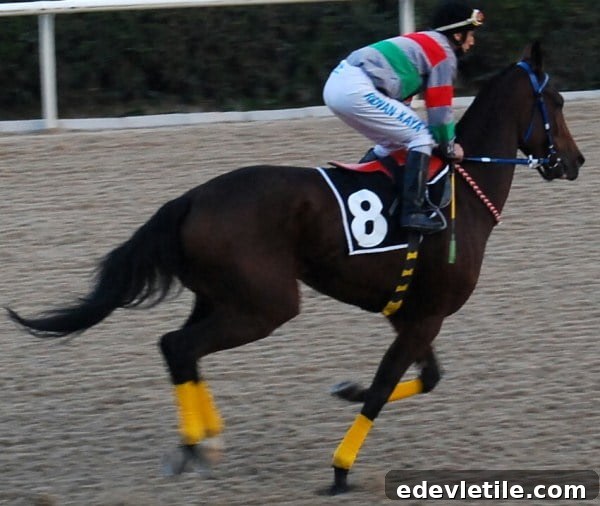 horse racing in Turkey