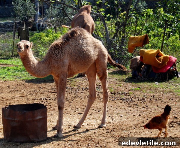 Camel in Kayakoy