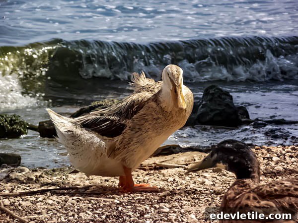Bafa lake ducks